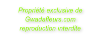 Propriété exclusive de Gwadafleurs.com
reproduction interdite