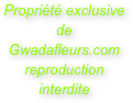 Propriété exclusive de Gwadafleurs.com
reproduction interdite